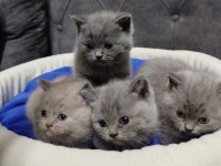 40 günlük safkan british