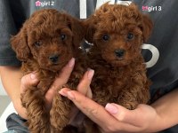 Koyu Renk Toy Poodle Yavruları