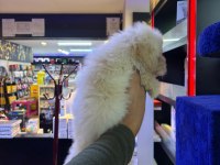 Terrier maltese yavrular ırk sağlık garantili