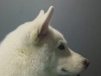 6 aylık erkek husky