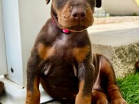 Dolandırılmaya son her yerden elden teslim doberman