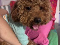 10 aylık poodle her şeyi hazır