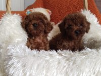 Teacup boy kore poodle yavrularımız
