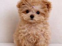 Aşılı Toy Poodle Yavrular Yeni Ailesini Bekliyor