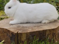 Renk Renk Cüce Tavşanlar