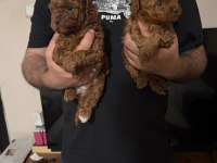 A Kalite Poodle Yavrular