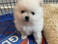 Orjinal Pomeranian