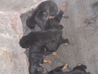 25 günlük doberman köpekleri