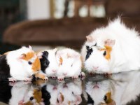 Guineapig Yavrular Aynı Gün Set Halinde Teslim Edilir