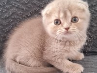 Sahibinden scottish fold yavrular