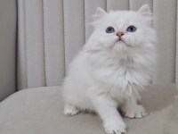 Silver point british longhair dişi ve erkek kardeşler