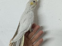 MUTASYON SULTAN PAPAĞANI YAVRULARI