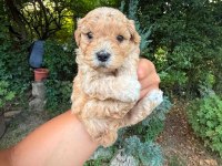 Maltipoo Yavrularımız