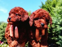 Toy Poodle yavrular ruhsatlı çiftlikten