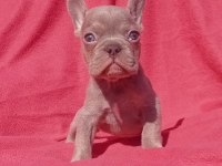 Ankara exotic french bulldog