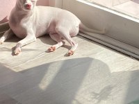 Çok özel chihuahua bebeğimize aile arıyoruz