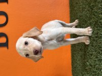 Rehber labrador retriever bebekler