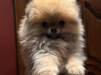 65 Günlük Pomeranian Boo Yavrularımız Sağlıklı Irk