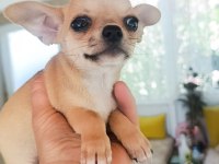 safkan elma kafa chihuahua dişi bebek Çorlu
