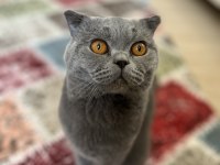 Çiftleştirme scottish fold kedimiz