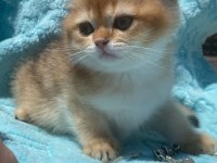 Ny12 Erkek British Shorthair