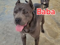 Cane corso blue