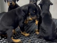 King doberman yavruları