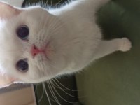 British shorthair