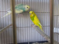 4 katlı kafes ve tüm malzemeleriyle muhabbet kuşlar