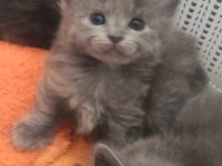 Russian blue kedimiz ev arıyor