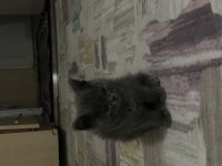 British shorthair iki aylık kediler