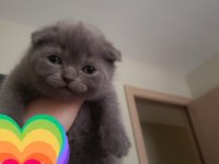 Safkan british ve scottish fold