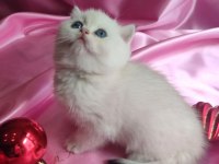 Şafkan British Shorthair