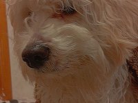 8 aylık köpeğimiz acil verilecektir