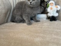 Scottish fold dişi erkek yavrular