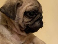 Muhteşem Pug Mops Bebek Köpekler A Kalite
