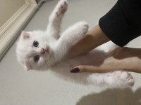 3 Erkek Yavru British Shorthair Bursa