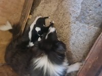 Border collie bebekler için acele edin