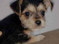 2.5 aylık 1 kg chihuahua yavru