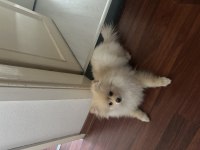 Pomeranian Boo 3 Aylık