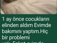 Çok Uysal Akıllı Oyuncu Bir Kedimiz