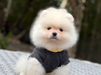 Evinizin Neşesi Olacak Bir Minik Pomeranian Boo