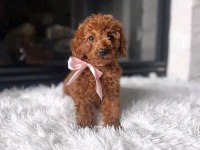 Toy Poodle Sağlıklı