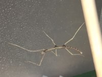 YAVRU SOPA BÖCEKLERİ (Medauroidea Extradentata)