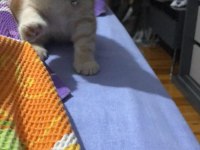 Her şeyi tam uygun fiyata verilecek scottish fold