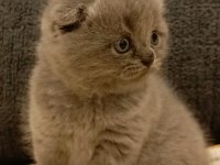 Dişi scottish fold yavrular