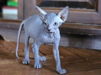Sphynx (sfenks) 2.5 aylık