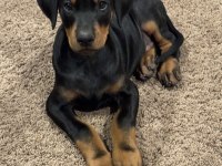 Şampiyon Soy Doberman