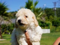 Akıllı ve Tüy Dökmeyen Karakteriyle Maltipoo Yavrusu