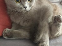 Scottish fold kedisi